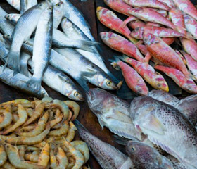 Four varieties of fish and prawns on display