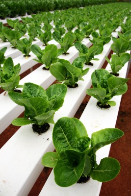 Rows of plants being grown hydroponically
