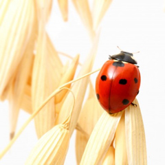 Close-up of a ladybird on ripe oats