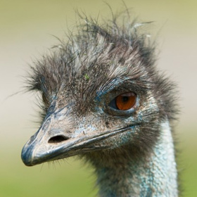 An ostrich's head in close-up