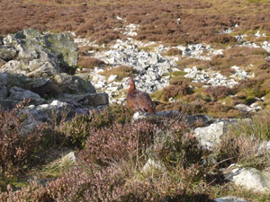 Red grouse on the Stiperstones in Shropshire: licensed under the GNU Free Documentation Licence