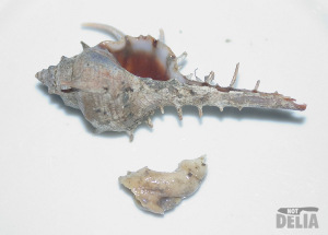 An edible marine mollusc with its shell