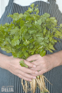 A pair of hands holding a big bunch of fresh coriander