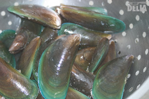 Live green-lip mussels in a steel colander