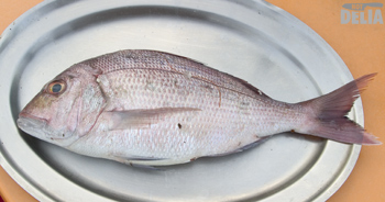 A red snapper