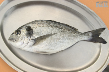 A silver bream