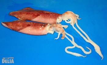 Two partly-cleaned squid