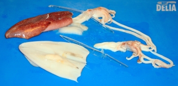 Two squid - one partly cleaned, the other fully cleaned with the bits to be discarded, including the "quill"
