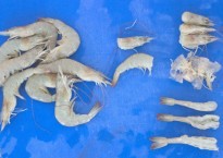 Raw prawns in various stages of the cleaning process